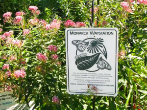 Butterfly Monarch Waystation