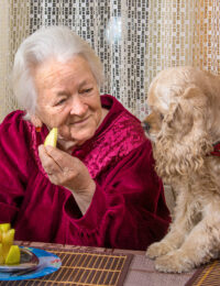 dog watches woman eat apple