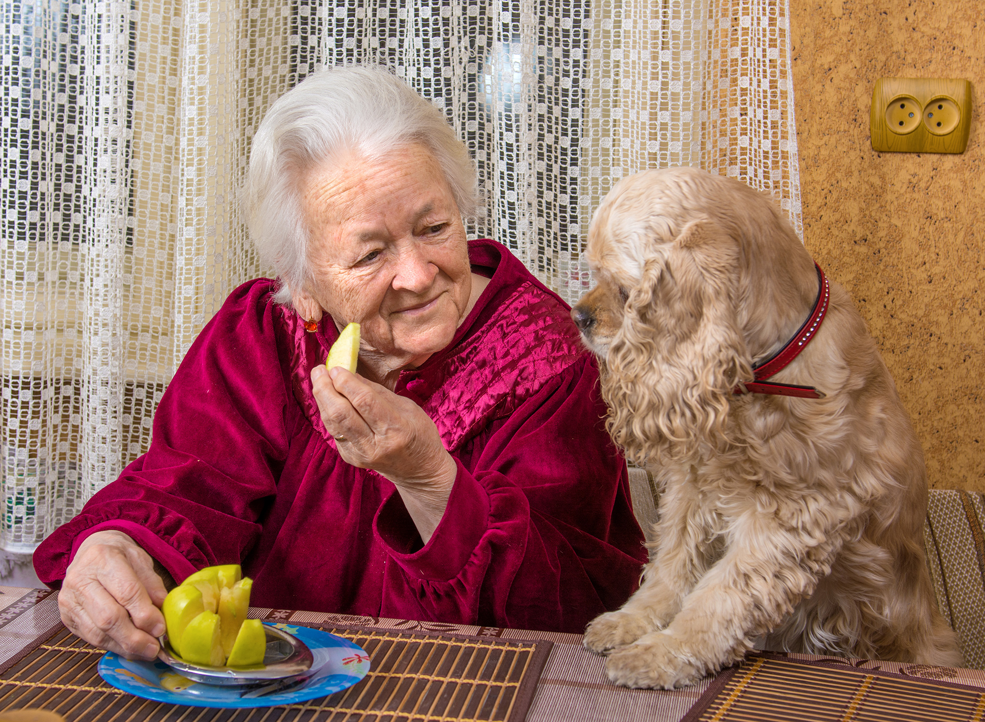 dog watches woman eat apple